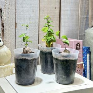 観葉植物 ディオスコレア エレファンティペス(...の詳細画像2