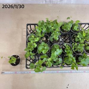 観葉植物 ディオスコレア エレファンティペス(...の詳細画像4