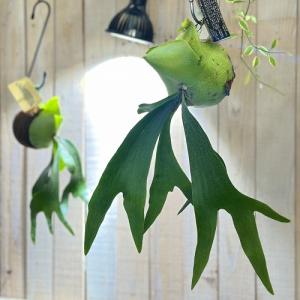 観葉植物 プラティセリウム アルシコルネ 吊り玉...の商品画像