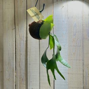 観葉植物 プラティセリウム アルシコルネ 吊り...の詳細画像1