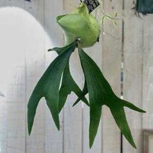 観葉植物 プラティセリウム アルシコルネ 吊り...の詳細画像2