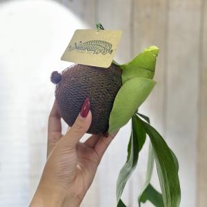 観葉植物 プラティセリウム アルシコルネ 吊り...の詳細画像3