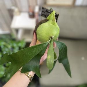 観葉植物 プラティセリウム アルシコルネ 吊り...の詳細画像4