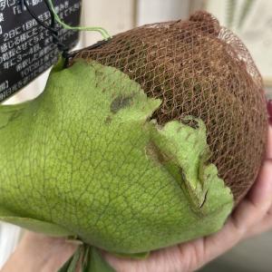 観葉植物 プラティセリウム アルシコルネ 吊り...の詳細画像5