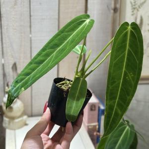 観葉植物 アンスリウム ワロクエアナム(ワロクアーナム) 2.5号硬質