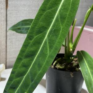 観葉植物 アンスリウム ワロクエアナム(ワロクアーナム) 2.5号硬質