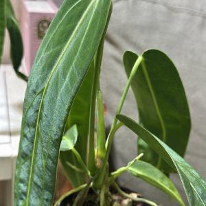 観葉植物 アンスリウム ワロクエアナム(ワロク...の詳細画像3