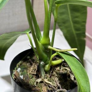 観葉植物 アンスリウム ワロクエアナム(ワロクアーナム) 2.5号硬質