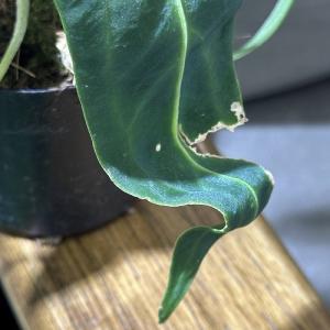 観葉植物 アンスリウム ワロクエアナム(ワロク...の詳細画像5