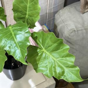 観葉植物 アロカシア ローライダー 4号(個体お...の商品画像