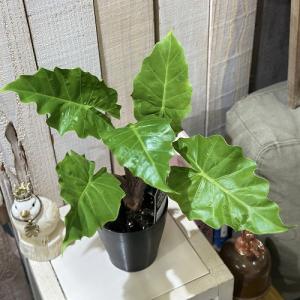 観葉植物 アロカシア ローライダー 4号(個体...の詳細画像1