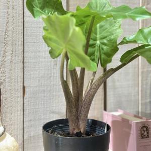 観葉植物 アロカシア ローライダー 4号(個体...の詳細画像2