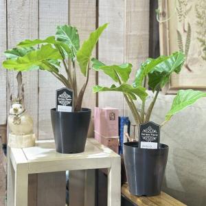 観葉植物 アロカシア ローライダー 4号(個体...の詳細画像3