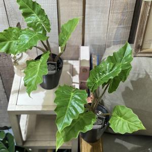 観葉植物 アロカシア ローライダー 4号(個体...の詳細画像4