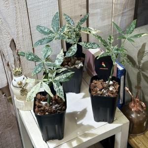 【葉傷みあり】斑入りパキラ アクアティカ ミル...の詳細画像3
