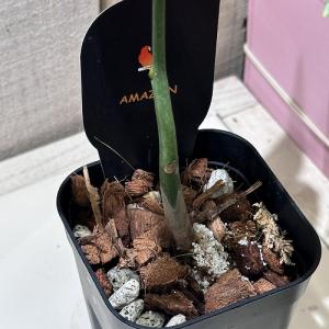 【葉傷みあり】斑入りパキラ アクアティカ ミル...の詳細画像5
