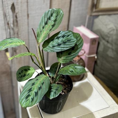 観葉植物　マランタ エリスロネウラ レウコネウラ 3.5号ポット(個体おまかせ1鉢)　インテリアグリ...
