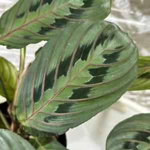 観葉植物 マランタ エリスロネウラ レウコネウ...の詳細画像1