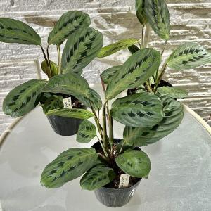 観葉植物 マランタ エリスロネウラ レウコネウ...の詳細画像2