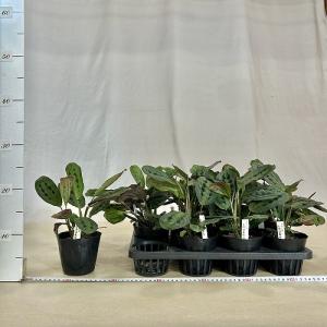 観葉植物 マランタ エリスロネウラ レウコネウ...の詳細画像3