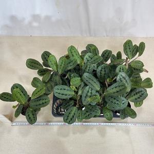 観葉植物 マランタ エリスロネウラ レウコネウ...の詳細画像4