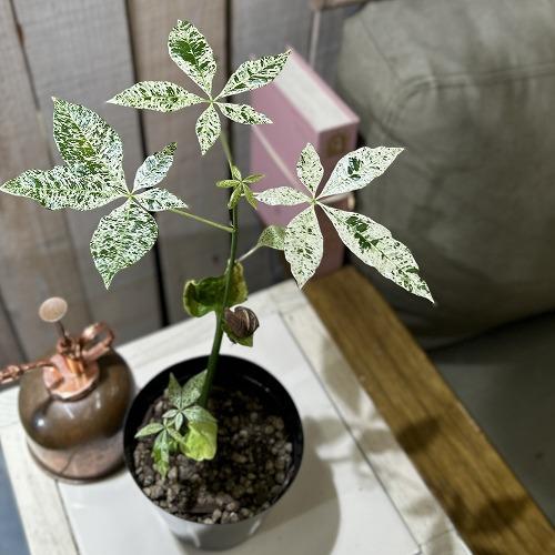 観葉植物　パキラ ミルキーウェイ(斑入り) 3.5号硬質ポット(個体おまかせ1鉢)　インテリアグリー...