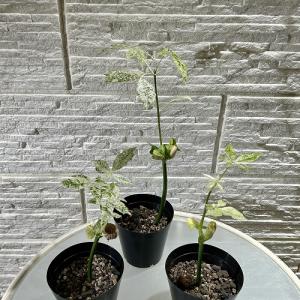 【葉傷みあり】斑入りパキラ ミルキーウェイ 3...の詳細画像1