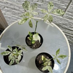 【葉傷みあり】斑入りパキラ ミルキーウェイ 3...の詳細画像2