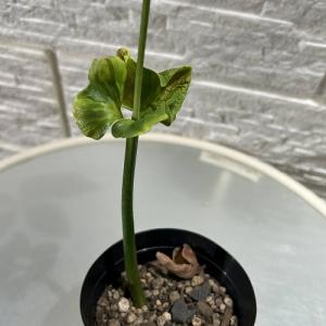 【葉傷みあり】斑入りパキラ ミルキーウェイ 3...の詳細画像4