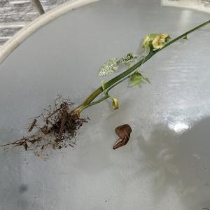 【葉傷みあり】斑入りパキラ ミルキーウェイ 3...の詳細画像5