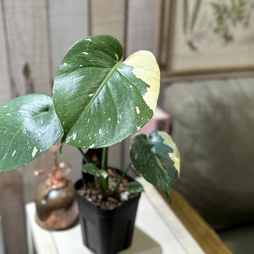 観葉植物　斑入りモンステラ タイコンステレーション 3.5号スリット角鉢(個体おまかせ1鉢)　インテ...