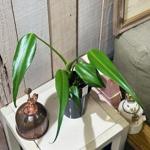 観葉植物　モンステラ バールマルクスフレーム 3号ロング硬質ポット(個体おまかせ1鉢)　インテリアグ...