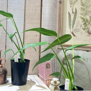 観葉植物 モンステラ バールマルクスフレーム ...の詳細画像1