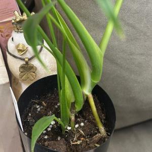 観葉植物 モンステラ バールマルクスフレーム ...の詳細画像2