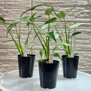 観葉植物 モンステラ バールマルクスフレーム ...の詳細画像3