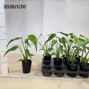 観葉植物 モンステラ バールマルクスフレーム ...の詳細画像4