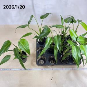 観葉植物 モンステラ バールマルクスフレーム ...の詳細画像5