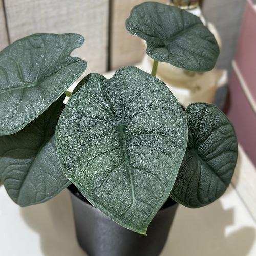 観葉植物　アロカシア メロ 3.5号ロング鉢(個体おまかせ1鉢)　インテリアグリーン 室内園芸 おし...