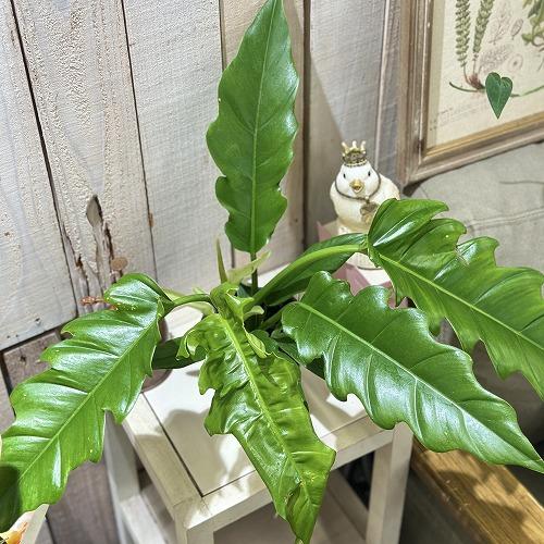 観葉植物　フィロデンドロン ナロー 3.5号スリット鉢(個体おまかせ1鉢)　インテリアグリーン 室内...