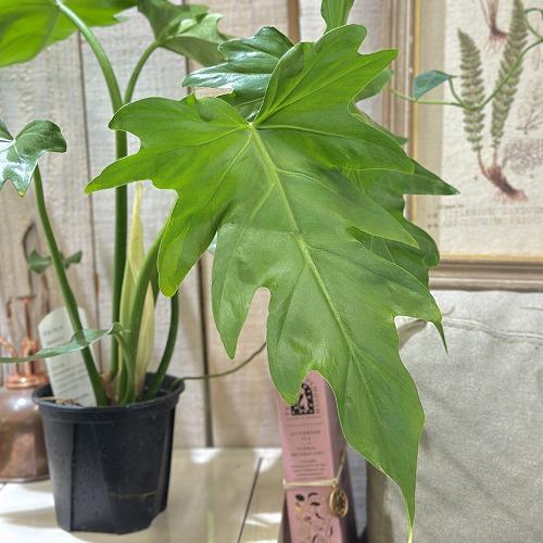 観葉植物　フィロデンドロン マヨイタヒチ 3.5号スリット鉢(個体おまかせ1鉢)　インテリアグリーン...