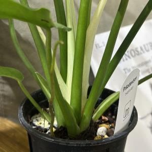 観葉植物 フィロデンドロン マヨイタヒチ 3....の詳細画像3