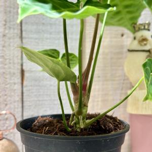 観葉植物 アンスリウム レガレ ハイブリッド ...の詳細画像2