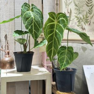 観葉植物 アンスリウム レガレ ハイブリッド ...の詳細画像3