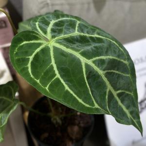 観葉植物 アンスリウム レガレ ハイブリッド ...の詳細画像4