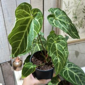 観葉植物 アンスリウム レガレ ハイブリッド ...の詳細画像5