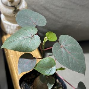 観葉植物 フィカス ペティオラリス 2.5号ポ...の詳細画像1