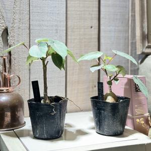 観葉植物 フィカス ペティオラリス 2.5号ポ...の詳細画像2