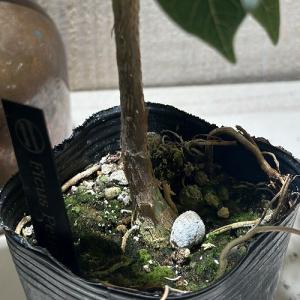 観葉植物 フィカス ペティオラリス 2.5号ポ...の詳細画像3