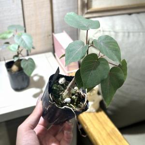 観葉植物 フィカス ペティオラリス 2.5号ポ...の詳細画像4