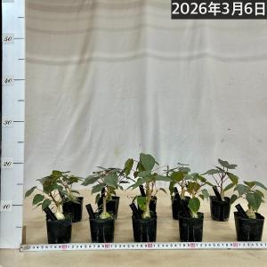 観葉植物 フィカス ペティオラリス 2.5号ポ...の詳細画像5